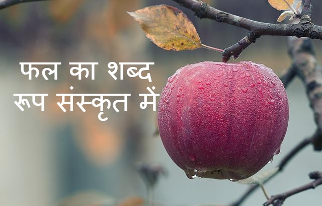 Read more about the article falam shabd roop ‌‌‌फलम् शब्द रूप के बारे मे  जानकारी