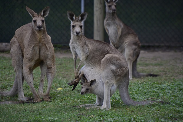 kangaroo information in hindi