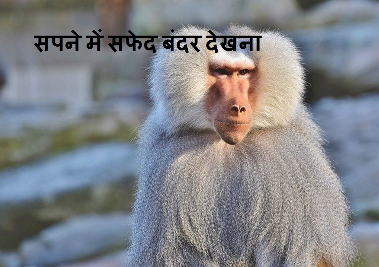 Read more about the article सपने मे सफेद बंदर देखने के 7 अर्थ और मतलब