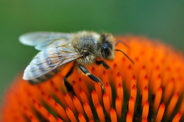 ‌‌‌मधुमक्खी मे मोम की ग्रंथियाँ