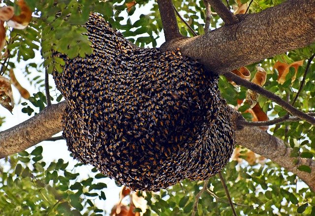 Read more about the article मधुमक्खी का छत्ता लगाना शुभ या अशुभ ? घर में मधुमक्खी का छत्ता लगाना कैसा होता है ?