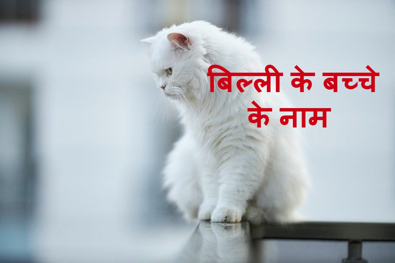  billi ka naam kya rakhe