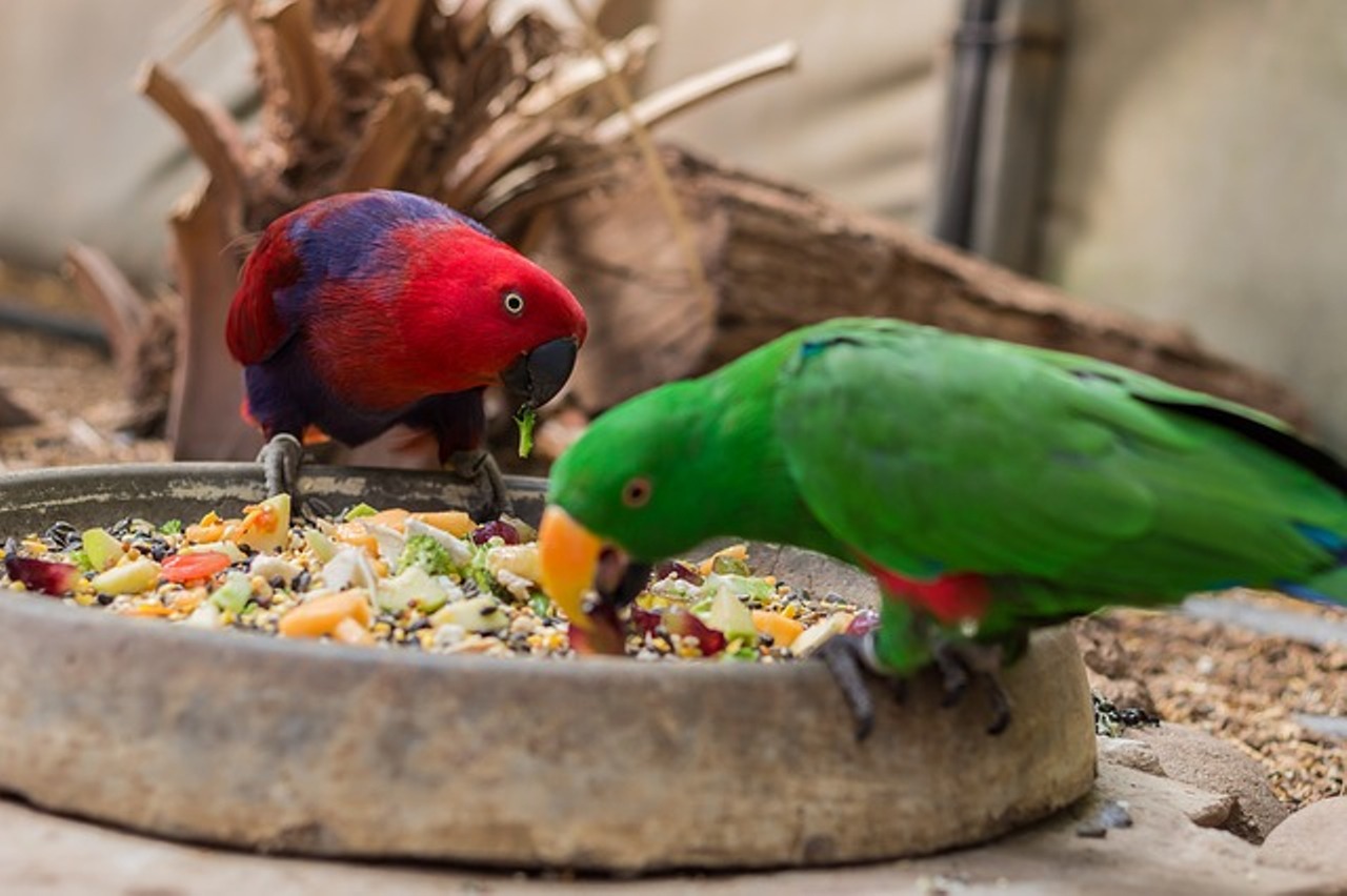Read more about the article parrot food list in hindi  तोते के भोजन के बारे मे जानकारी