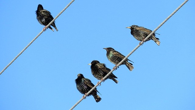 Impact of power lines on bird