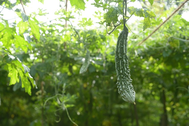 karela ki bel dekhna in dream