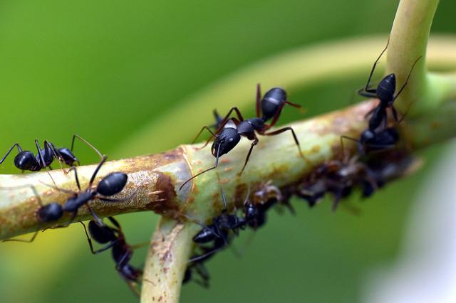 ‌‌‌ चींटी भगाने का घरेलू उपाय