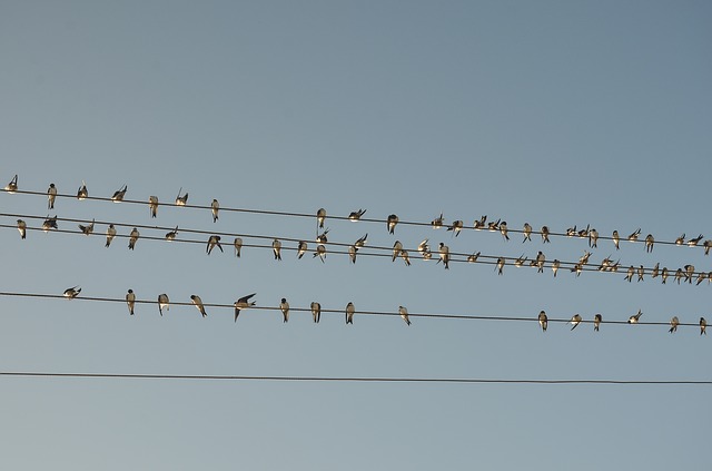 Impact of power lines on bird