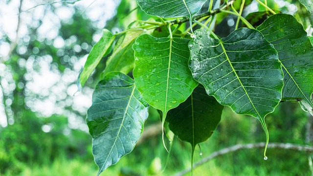 पीपल का पेड़ कब काटना चाहिए