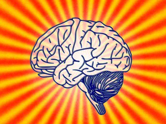Read more about the article मनुष्य के दिमाग का वजन कितना होता है ? Who has the biggest brain
