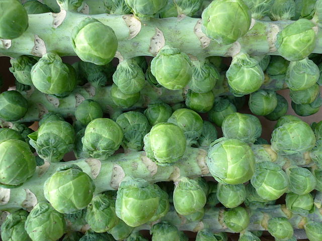 Read more about the article brussels sprouts ‌‌‌ के 17 फायदे के बारे मे जानकारी