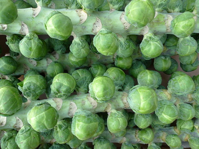 brussels sprouts in hindi