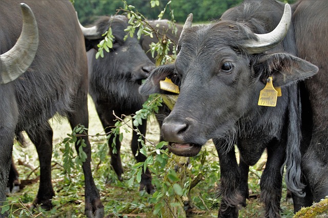 sapne mein kali bhains dekhna