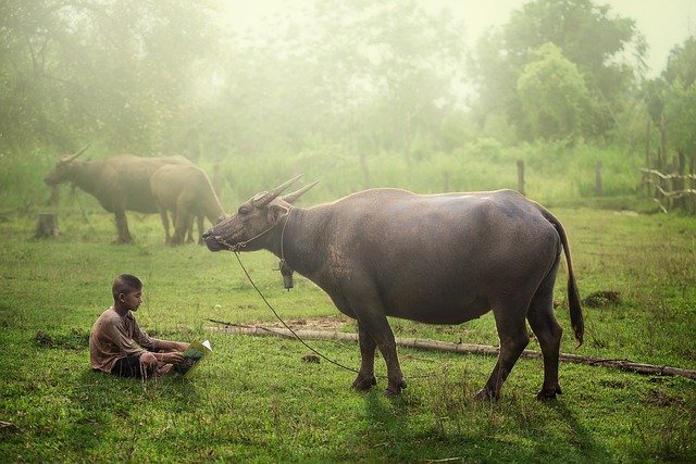 गाभिन भैंस के लक्षण