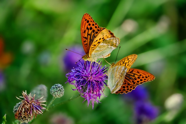 seeing butterfly in dream