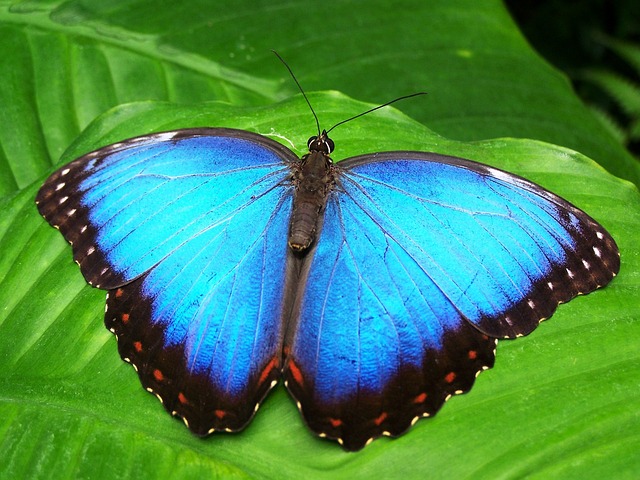 Goliath Birdwing