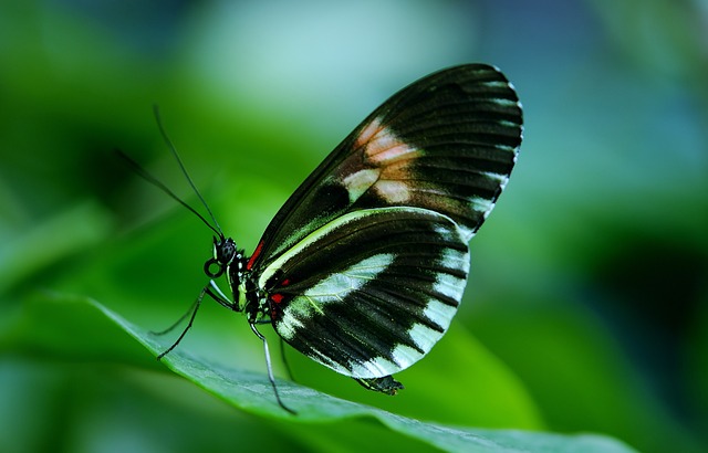 Read more about the article यह 10 दुनिया की सबसे बड़ी तितली क्या आपको पता है