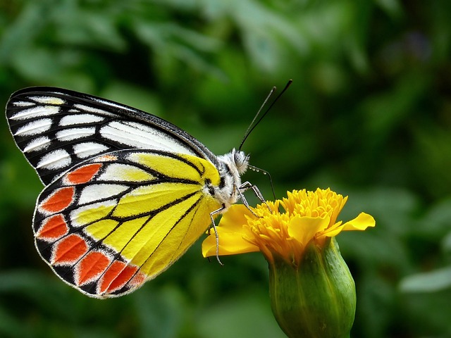 dream of killing a butterfly