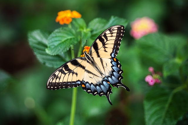 seeing a multicolored butterfly in the dream