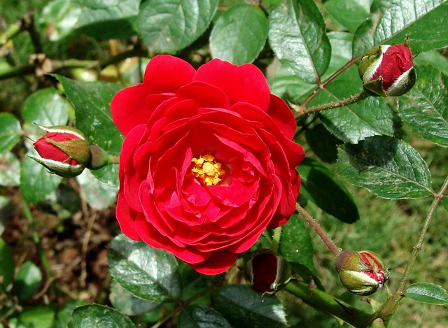 गुलाब के फूल का खुजली पाउडर 