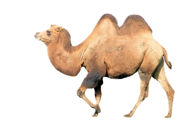  Bactrian camel बक्ट्रियन ऊंट