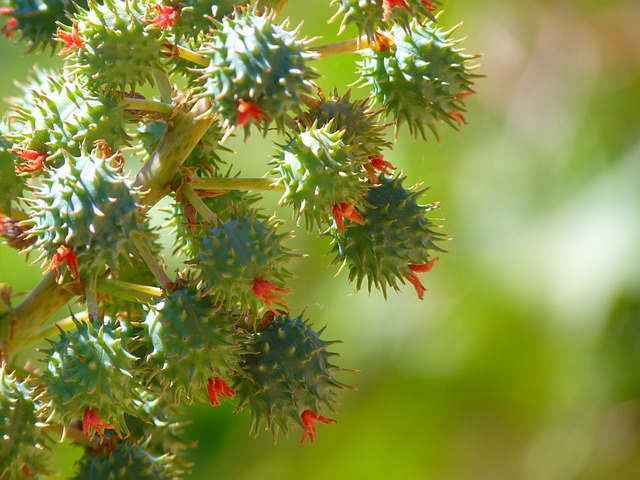 Castor Bean