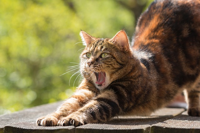 cat billi kyu roti hai