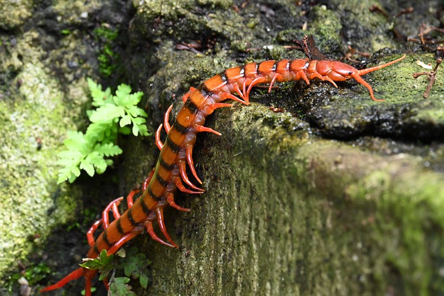 kankhajura ko bhagane ka upay