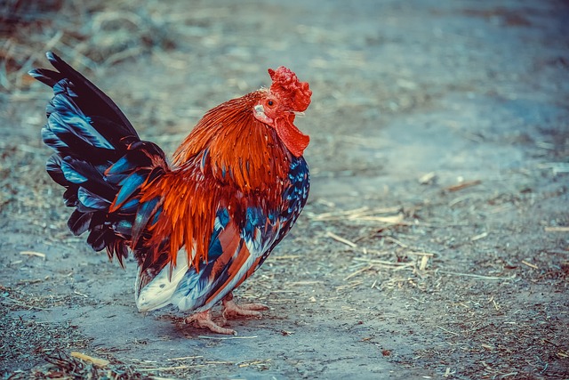 मुर्गे की कलेजी खाने के फायदे स्ट्रोक के अंदर चिकन लिवर के फायदे