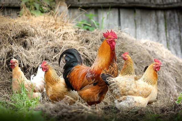 Read more about the article ‌‌‌मुर्गी का वजन बढ़ाने के जबरदस्त तरीके जानें मुर्गियों का वजन कैसे बढ़ाएं