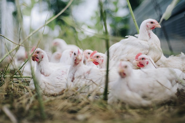 ‌‌‌मुर्गे की कलेजी खाने के फायदे ‌‌‌प्रजनन क्षमता को बेहतर करता है