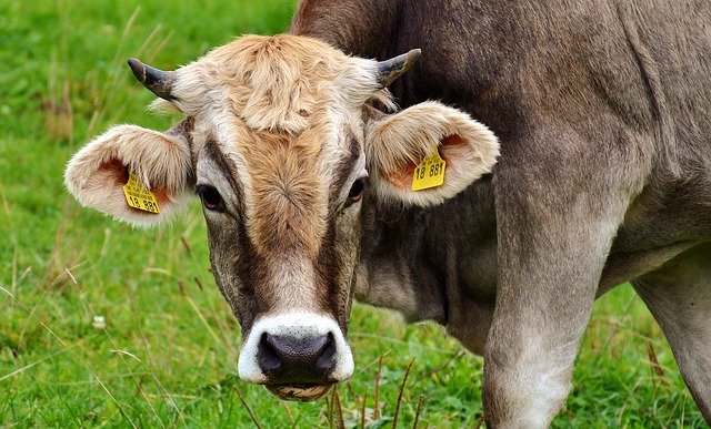 Read more about the article गाय का दूध बढ़ाने के 17 उपाय cow ka doodh kaise badhaye
