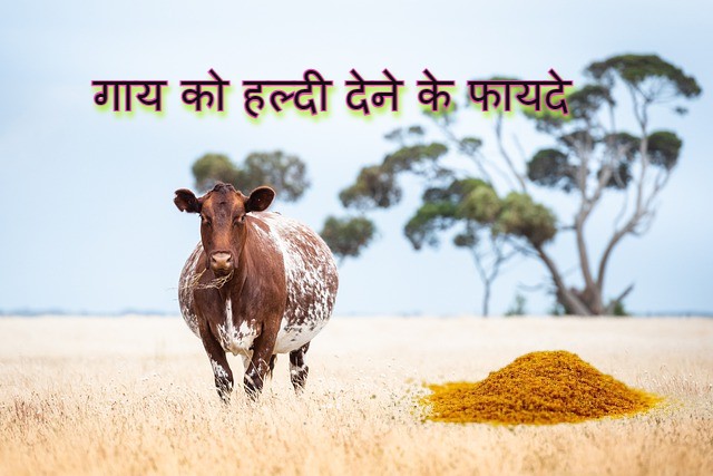 Read more about the article गाय को हल्दी खिलाने के 10 ‌‌‌लाजवाब  फायदे gay ko haldi khilane ke fayde