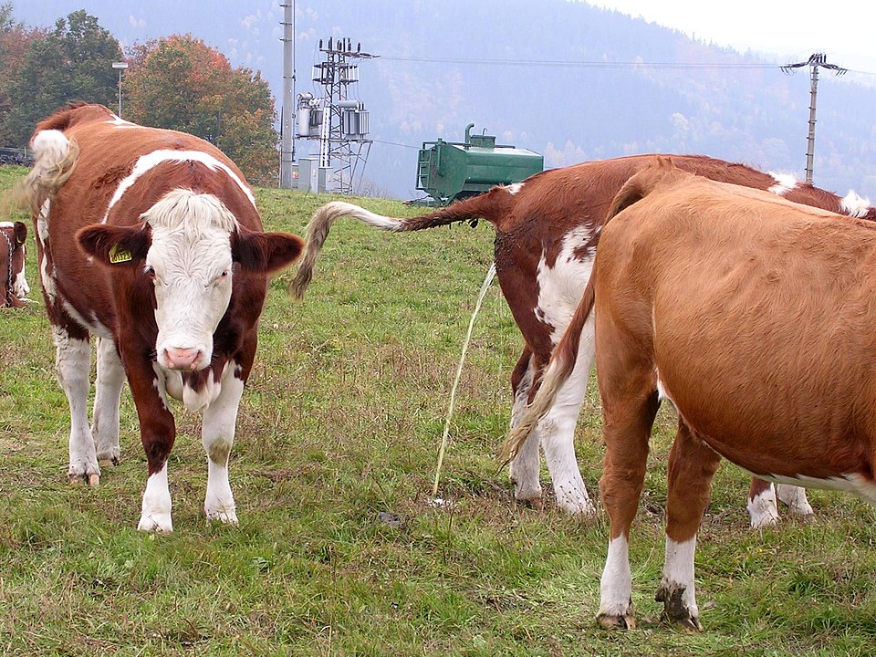  cow urine benefits hindi 