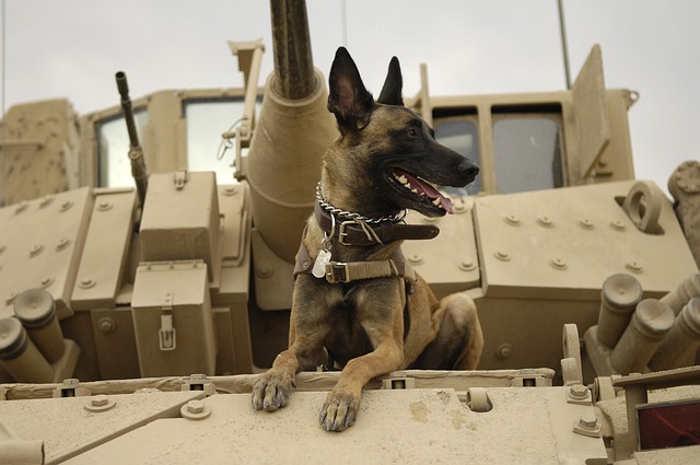 army dog 