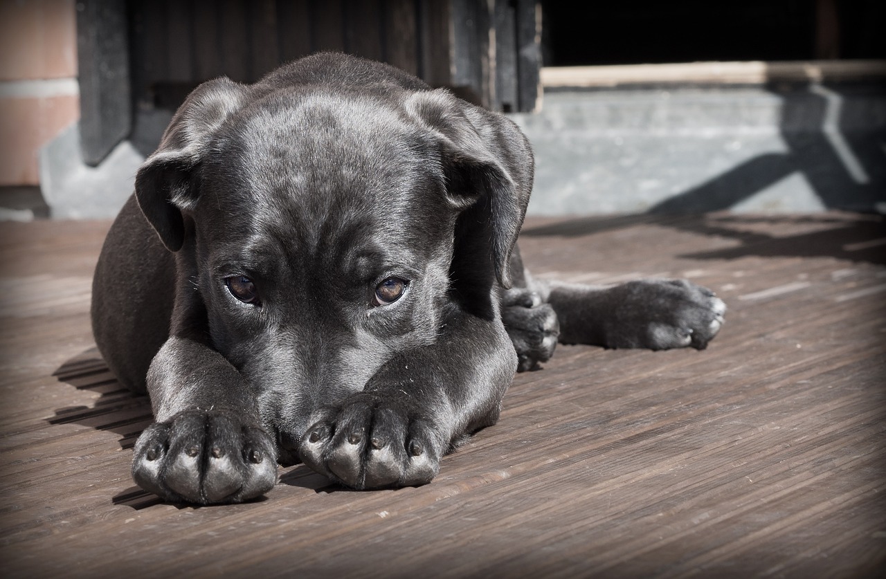Read more about the article कुत्ते को मारने से होते हैं यह 14 भयंकर नुकसान