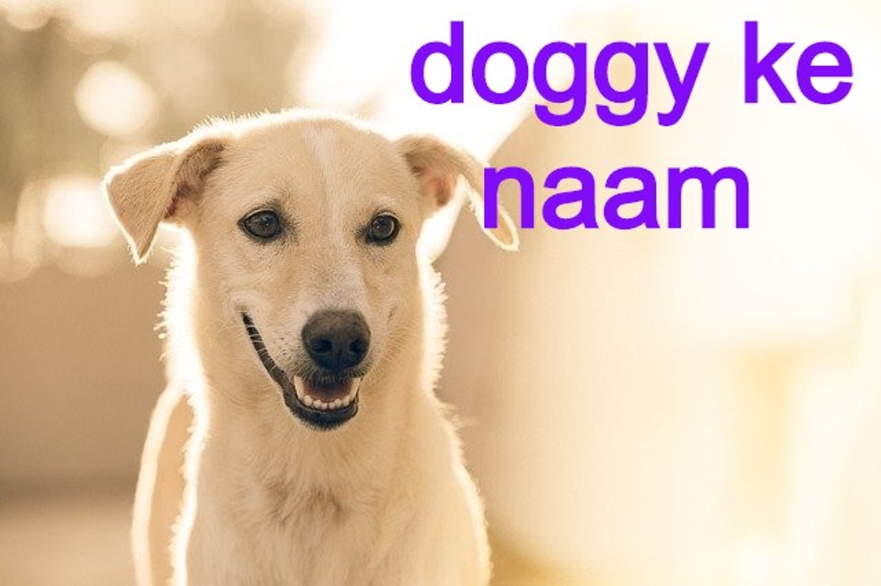 Read more about the article doggy के लिए कुछ बेहतरीन 500 नाम list top dog name