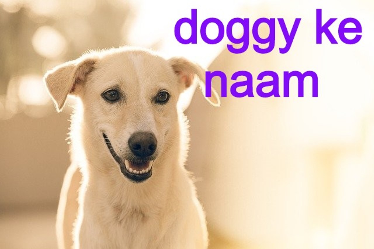 doggy ke naam