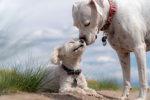 seeing white dog in dream