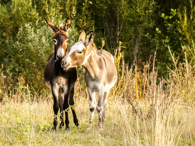 Maltese donkey