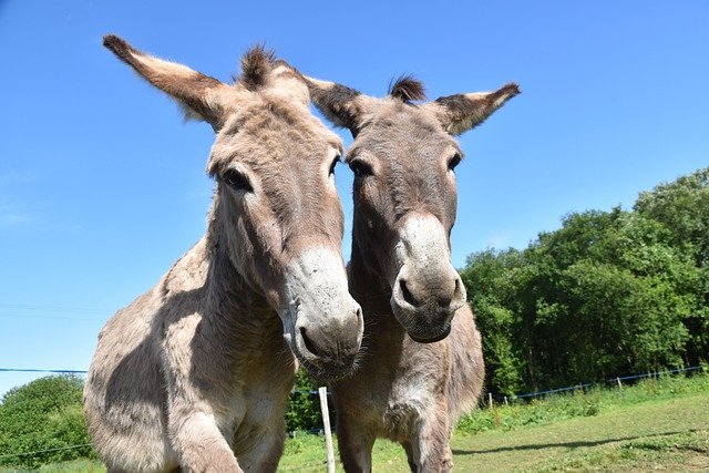 donkey information in hindi