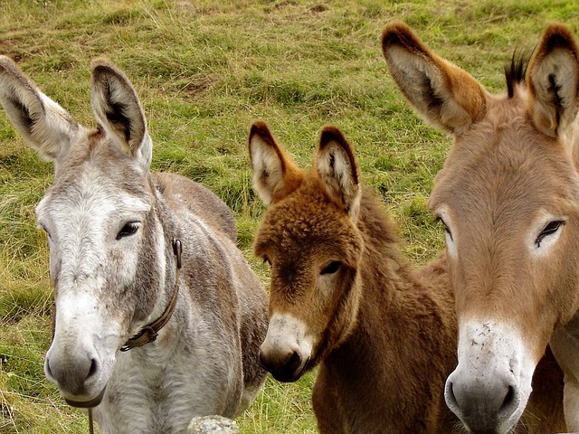 donkey baby name in hindi