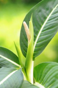 Read more about the article यह डेंजर पौधा अपाकी जान ले सकता है  dumb cane