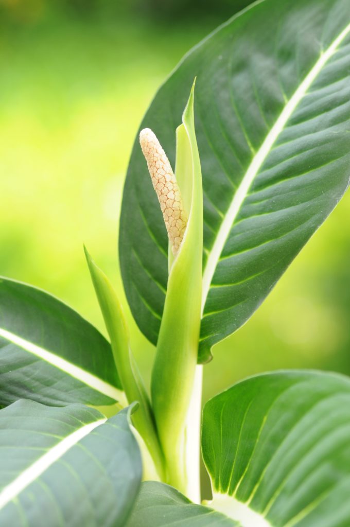 dumb cane