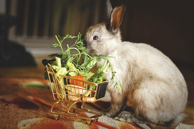 rabbit farming
