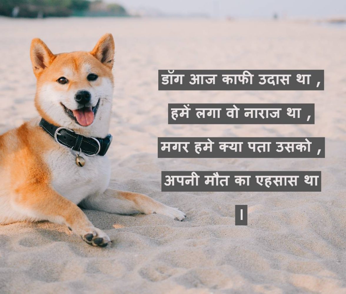 dog death shayari in hindi