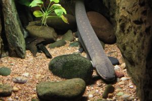 Read more about the article electric eel information करंट पैदा करने वाली मछली का रहस्य