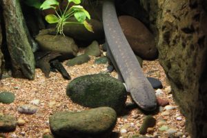 electric eel information 