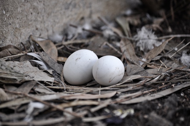 कबूतर के अंडे खाने के फायदे