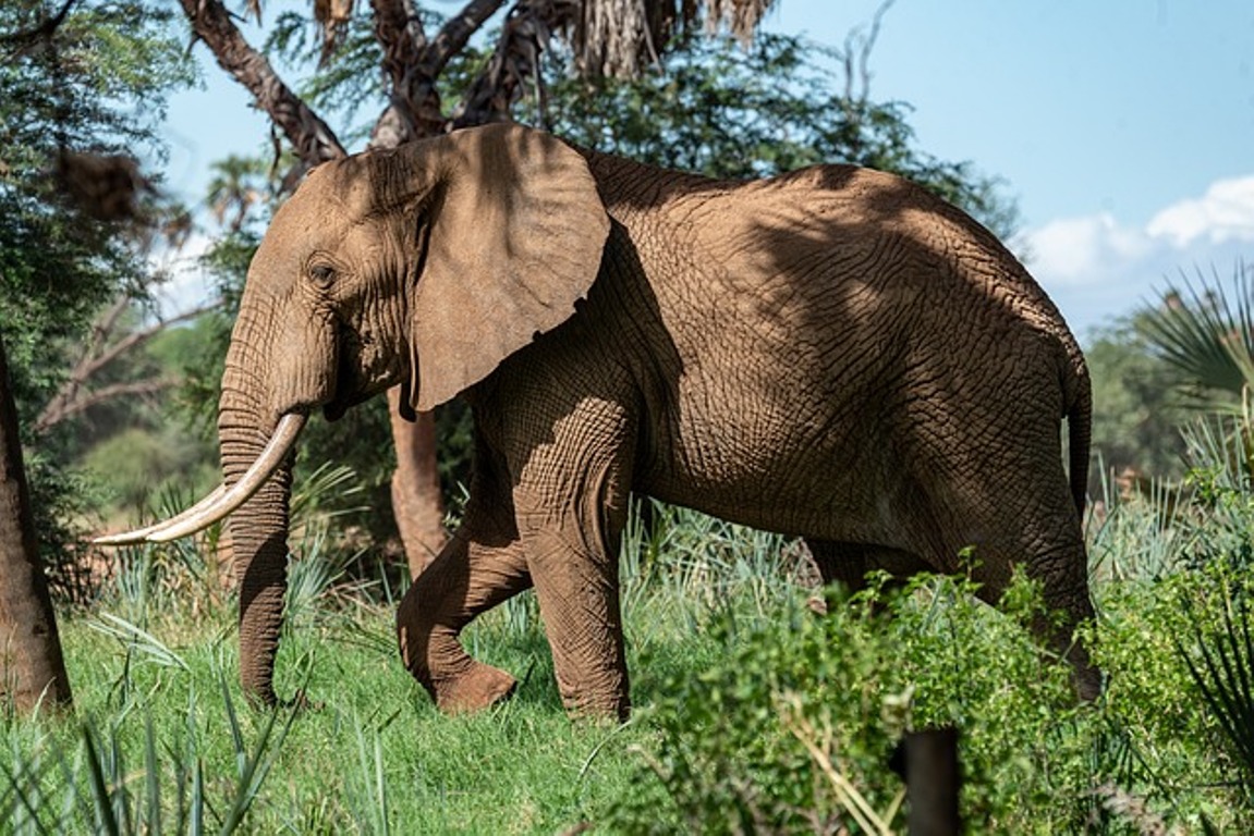 Read more about the article हाथी दांत से बनाई जाते हैं यह 11 चीजें भारत मे हैं अवैध