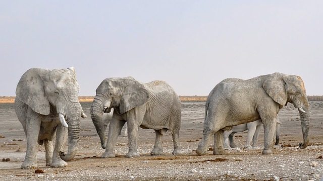  elephant information in hindi